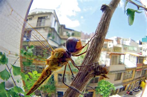 蜻蜓死在家裡|《自然老師沒教的事6：都市昆蟲記》秋天來訪的蜻蜓